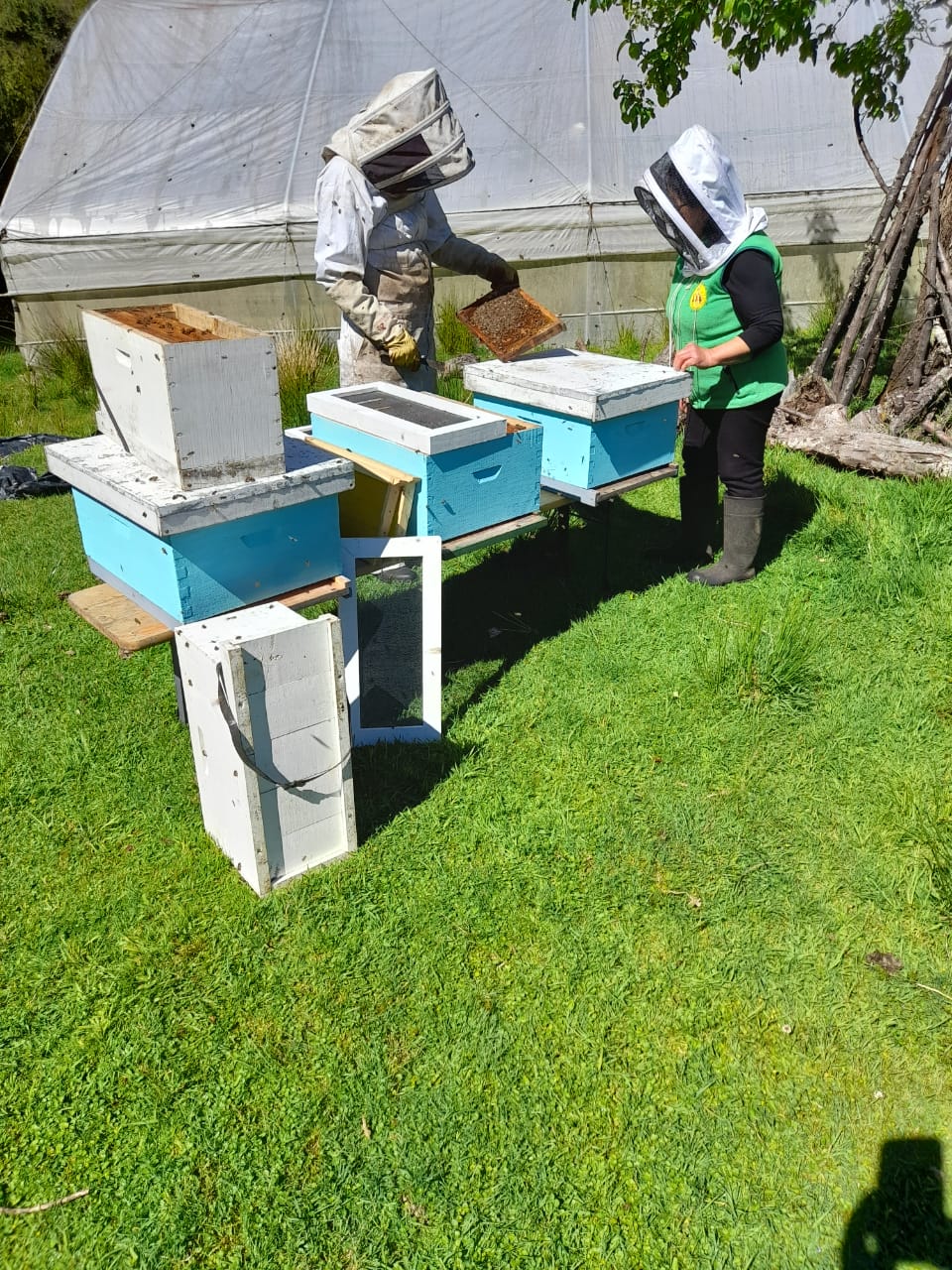 Trabajo con colmenas durante capacitación apícola en la Patagonia